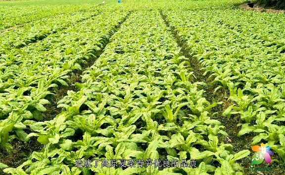 【数说甘味】高原夏菜 青笋脆甜 