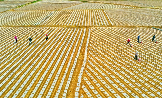 【“飞阅”中国】甘肃临泽：制种玉米点播忙